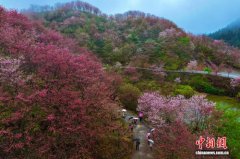（新春走基层）福建大田樱花绽放美不胜收