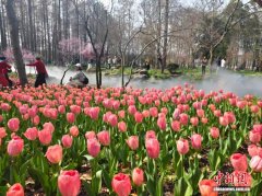 近40万株郁金香绘就春意 南京“莫奈花园”升级亮相