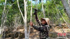 （走进中国乡村）广东电白厚植“香村”绿色家底  “贫困村”变身“亿元村”