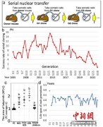 20年小鼠研究表明，哺乳动物无法无限进行重复克隆